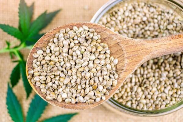 cannabis sativa seeds hemp oil source