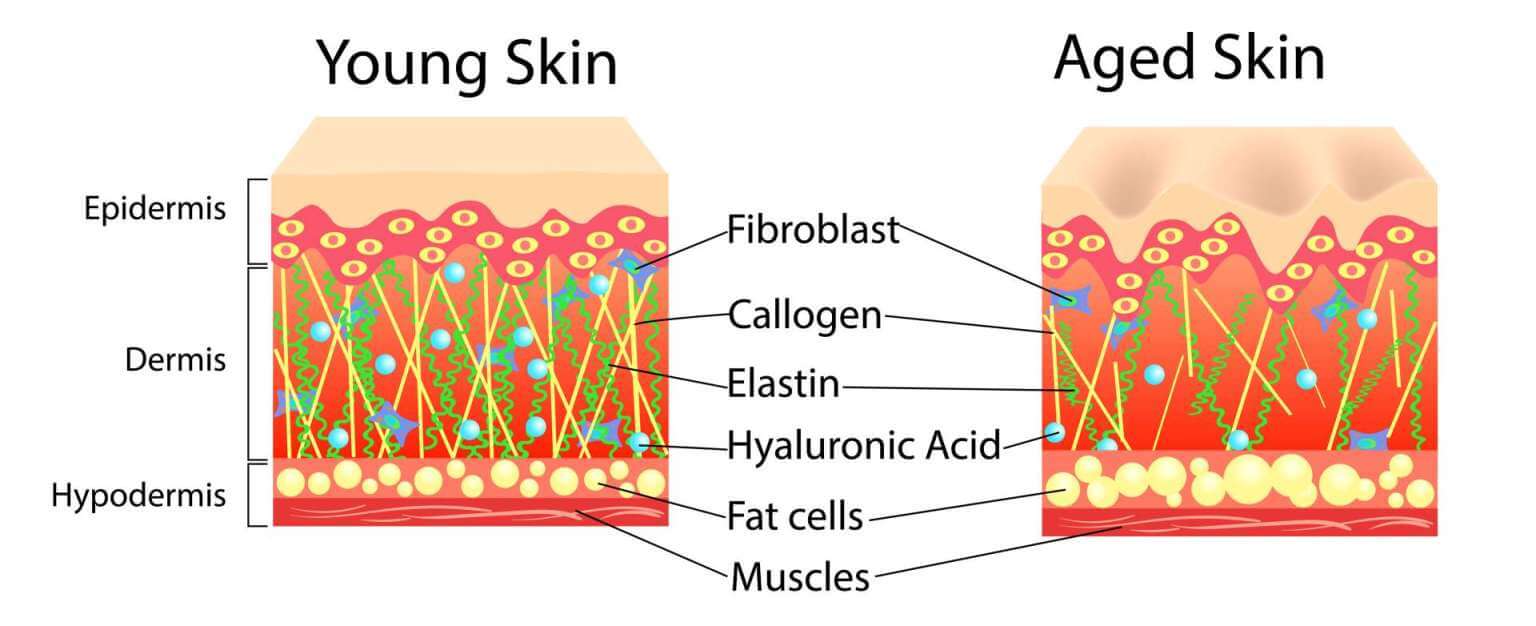 How does skin change as we age? - Reviva Labs