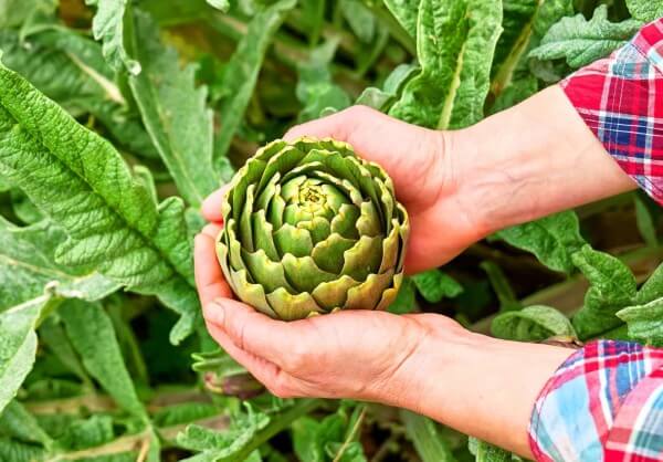 artichoke plant in spring garden ripe artichoke i 2022 03 29 23 22 06 utc