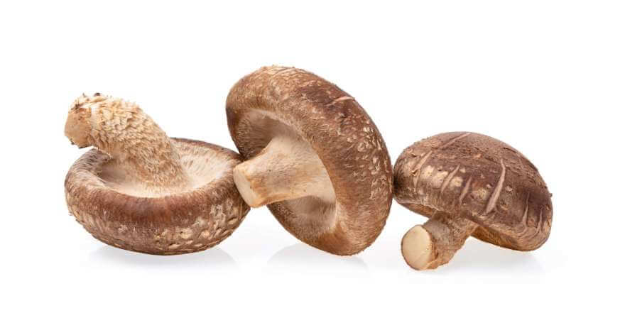 shiitake mushroom isolated on white 2022 08 15 22 47 44 utc