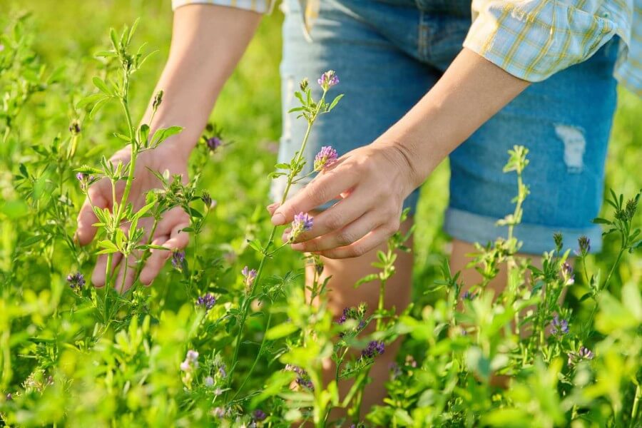 field with blooming alfalfa woman hands touching 2022 08 18 03 52 18 utc