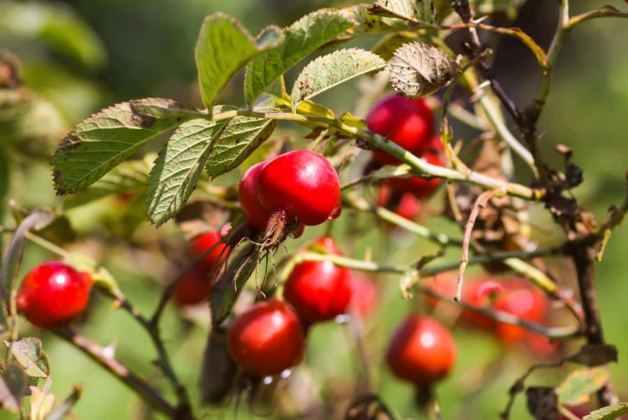 rosehip berries on the twigs medical plant 2022 09 16 05 38 57 utc