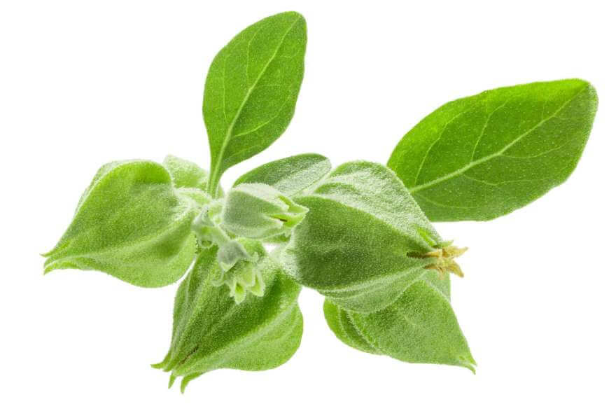 ashwagandha fruits with leaves isolated ayurvedic 2023 01 21 02 45 47 utc