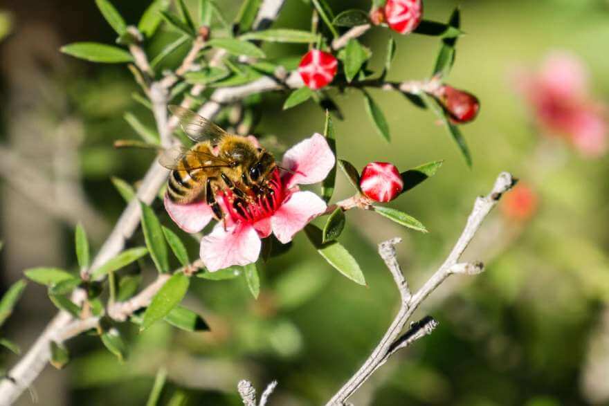 honey bee pollinating manuka leptospermum scopari 2022 02 06 07 30 07 utc