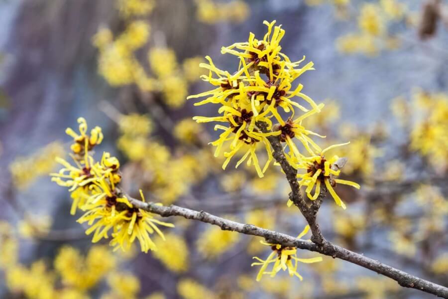 hamamelis mollis oliver 2021 08 26 17 52 58 utc