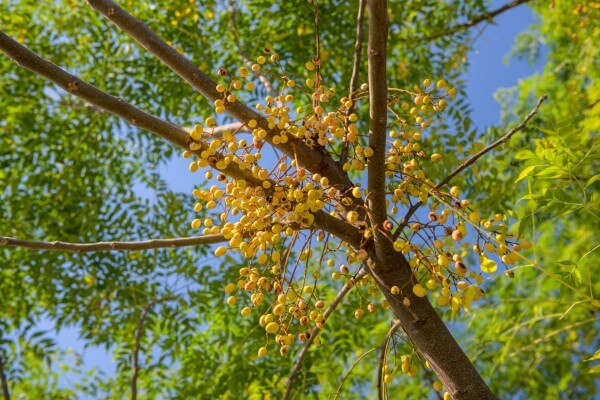 melia azedarach or chinaberry tree, tropical plant