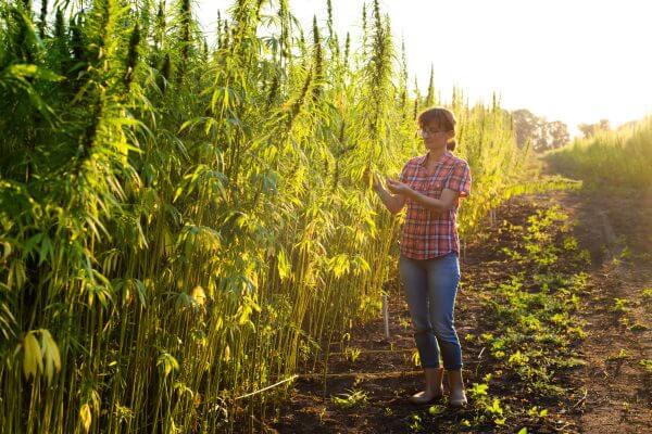 caucasian female farmer checking industrial hemp stalks at field