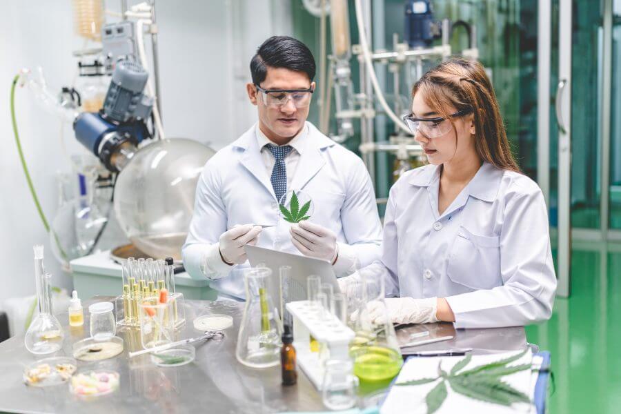 medicine scientist working research for cbd oil from organic cannabis hemp plant in laboratory