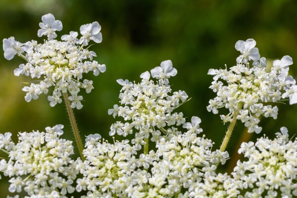 daucus carota known as wild carrot blooming plant