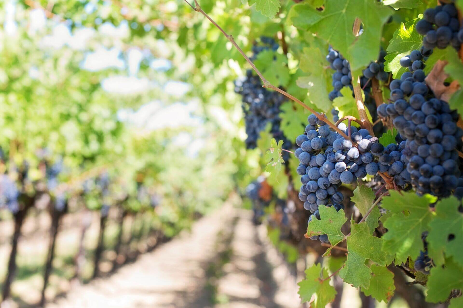 row of grapes, future source of grapeseed oil by jill wellington 39351