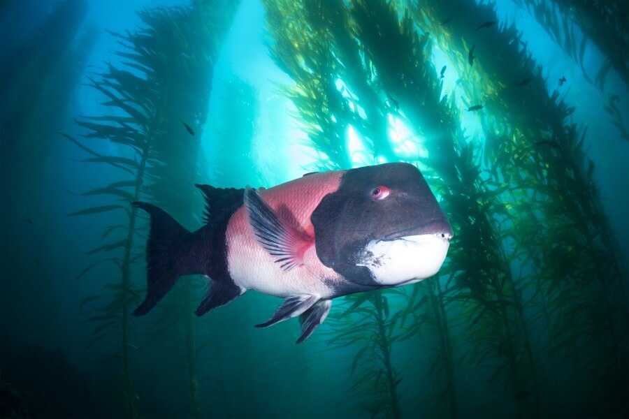 sheephead in kelp