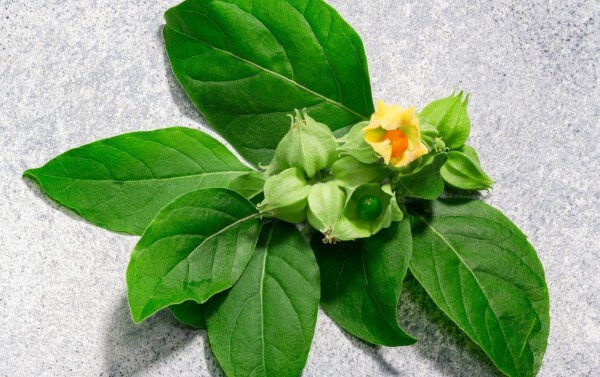 ashwagandha leaves and fruits atop grey background 2023 11 27 05 34 10 utc