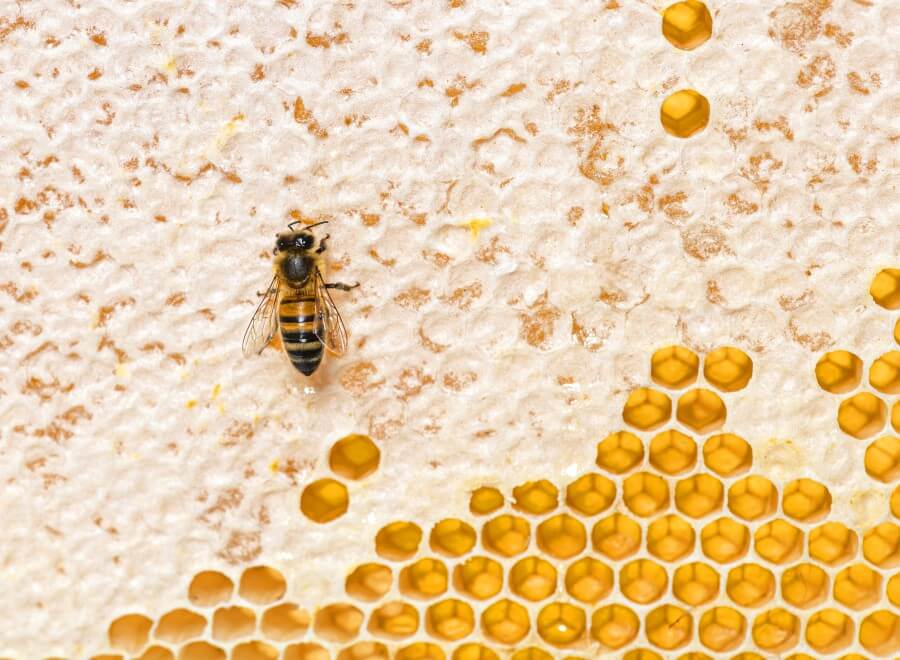 honey bees eating honey on a hive frame where wax remains, isolated on a white background