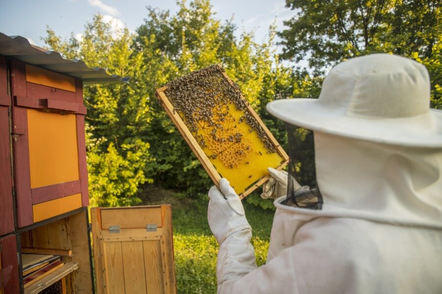 view of beekeeper collecting honey and beeswax