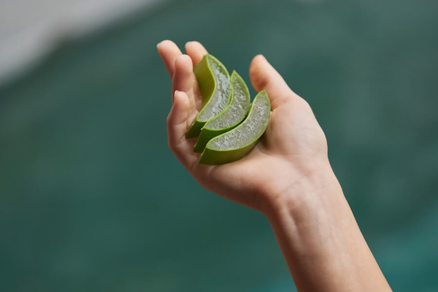 aloe vera. woman hand holding leaf of aloe vera plant