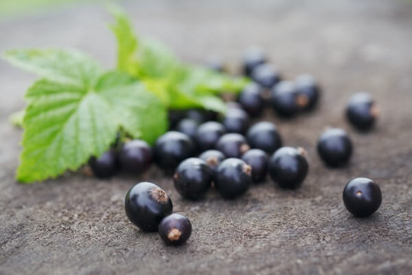 black currant on wooden table with leaf sprig