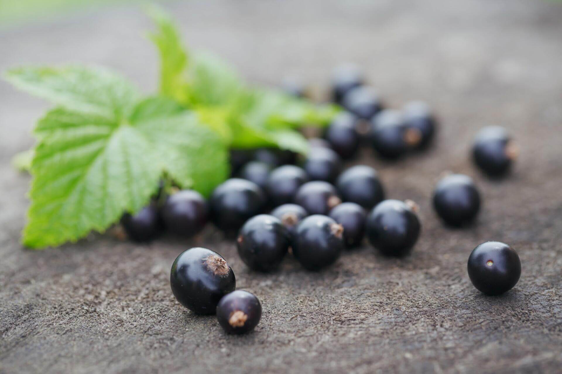 The Remarkable Skin Benefits of Black Currant Reviva Labs