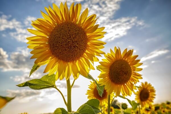 sunflower field under the blue sky and big sunflower close up.