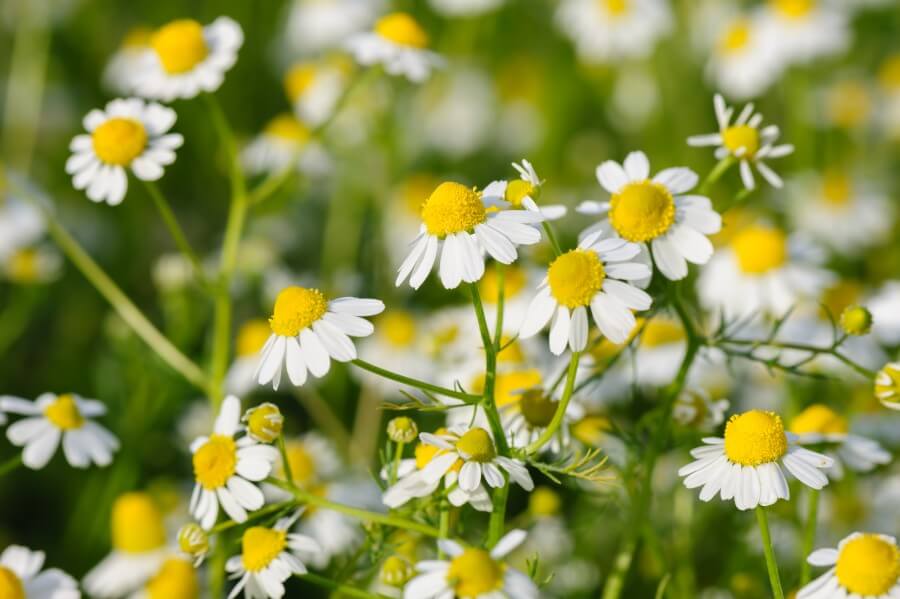 camomille flowers grow at meadow