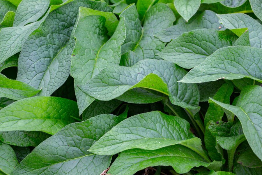 lush green leaves of common comfrey for natural gren background, also called symphytum officinale or beinwell