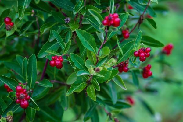 lonicera pyrenaica, lonicera periclymenum, bearberry (arctostaphylos uva ursi) lit by the setting sun. fantastic uva ursi fruits backlit by the evening sun. uva arsi.