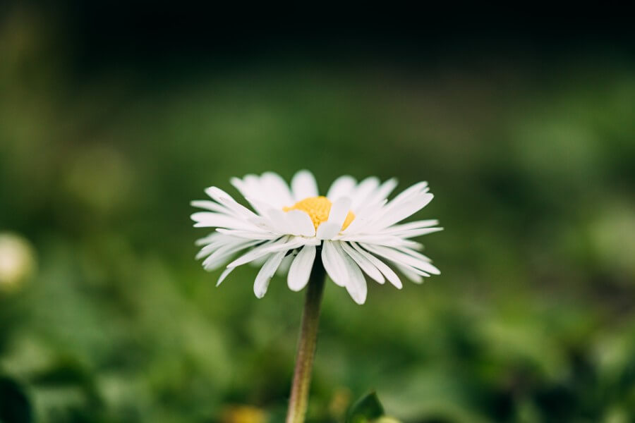 blooming wild flower matricaria chamomilla or matricaria recutita or chamomile. commonly known as italian camomilla, german chamomile, hungarian chamomile, wild chamomile in summer meadow