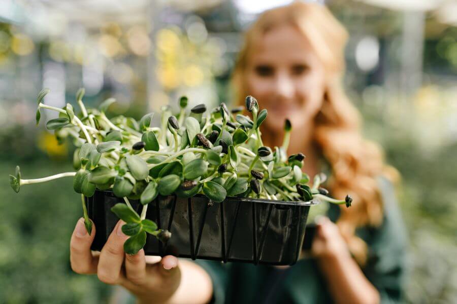 close up snapshot of beautiful evergreen plant in plastic pot on background of blurred girl with cu