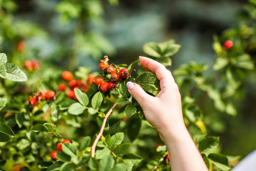 gathering berries of wild rose.