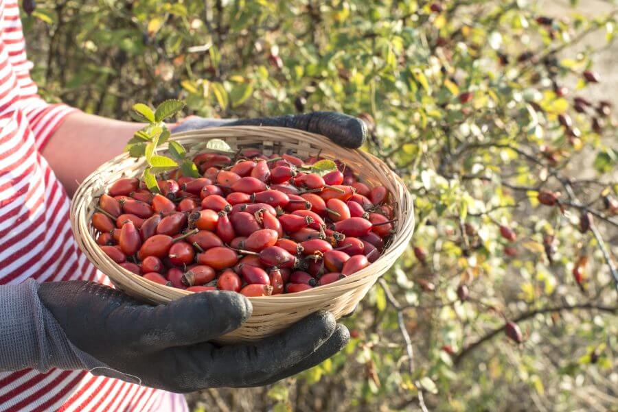 picking rosehip