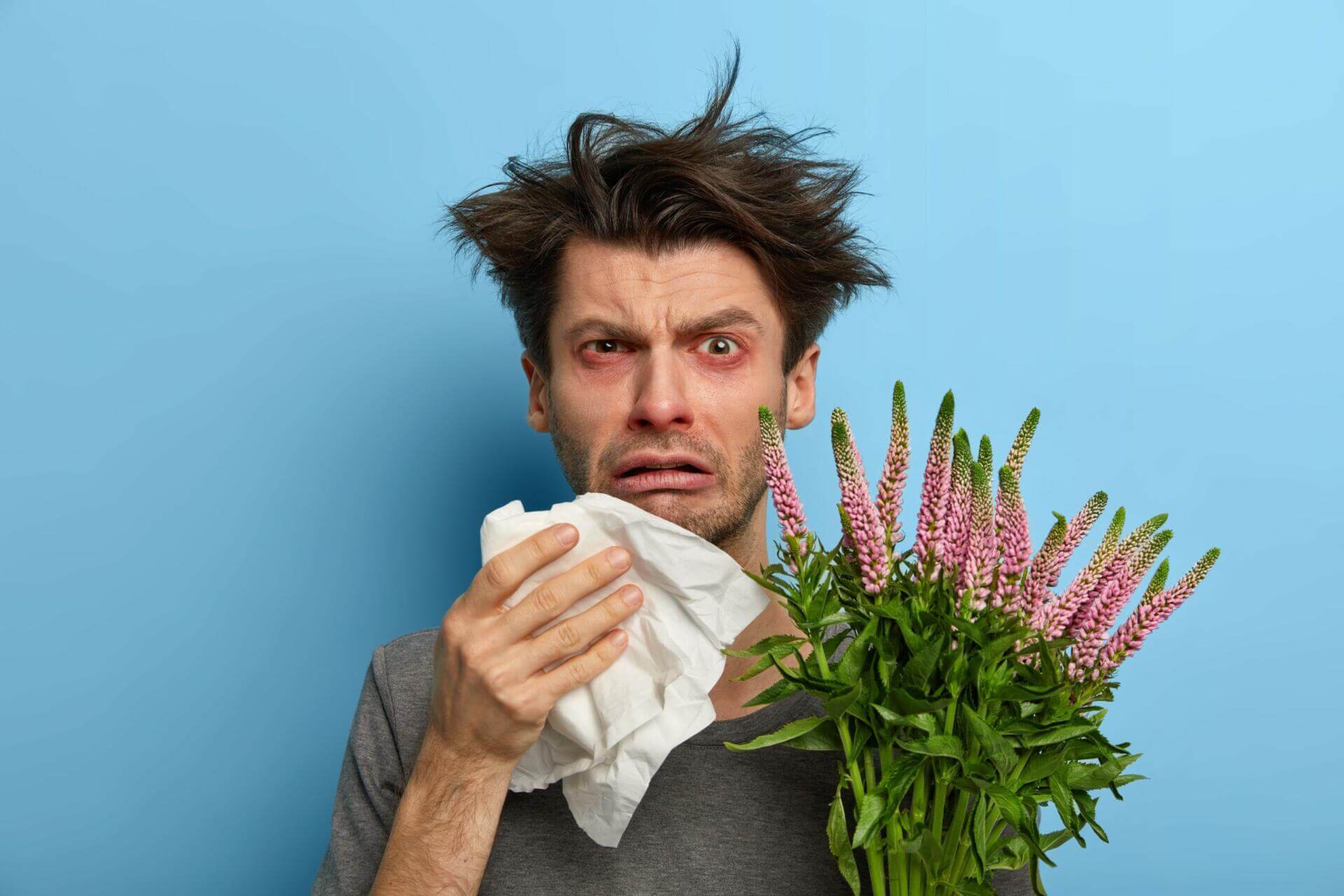 unhappy sick european man suffers from rhinitis and allergy, sneezes in napkin, has problems with breathing, holds blooming plant, looks frustrated at camera, poses over blue background, feels unwell