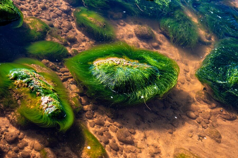 green background of algae seaweed. stone with bright seaweed clo