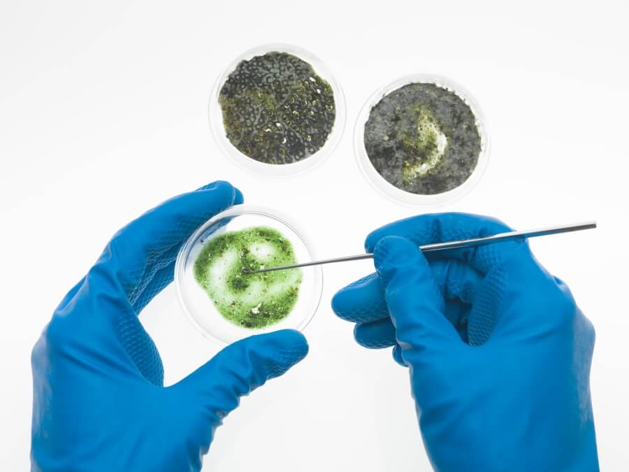 two hands analysing a mold sample