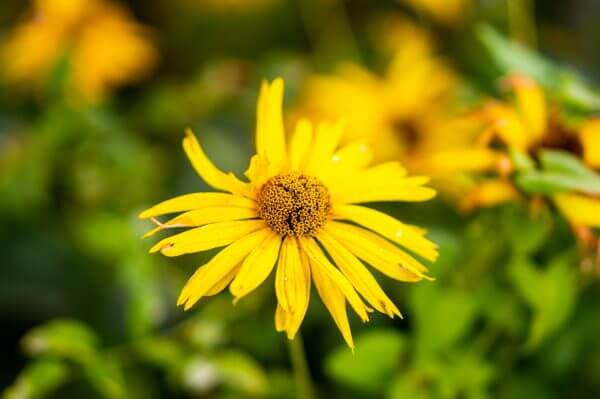 closeup shot of a yellow flower in the garden on a sunny day