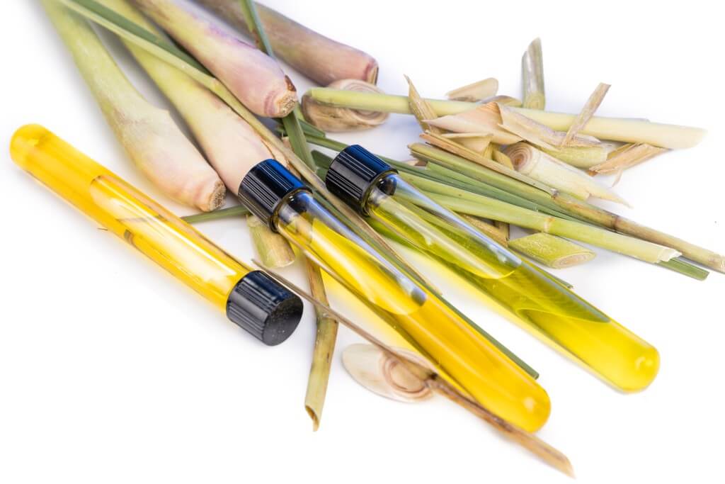 lemongrass essential oil extract with test tubes against fresh lemongrass plant.