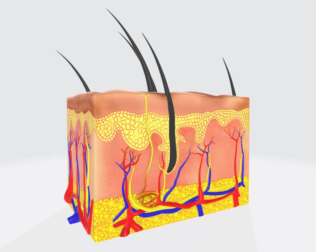 anatomical structure of the human hair 2023 11 27 04 56 33 utc