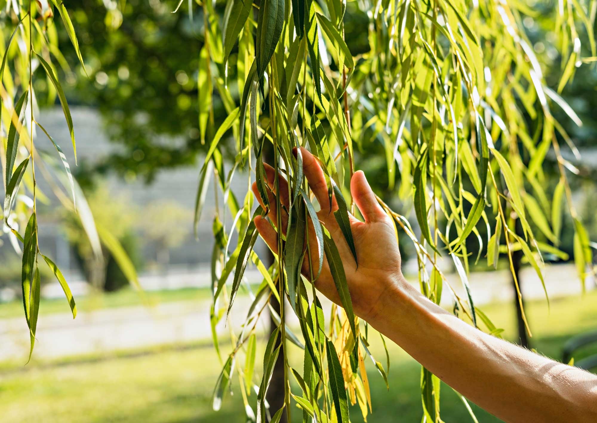 hand touching drooping willow leaves in sunlight 2024 12 04 14 05 04 utc