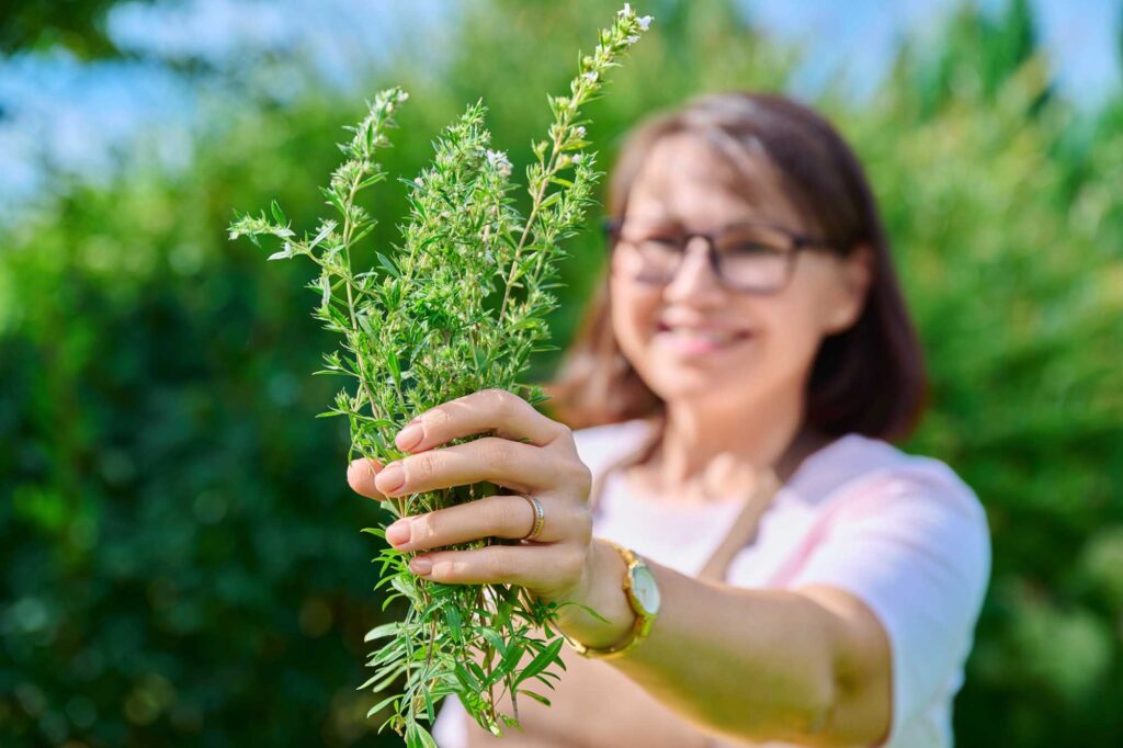 spicy fragrant savory herb in hands of woman harv 2024 12 08 04 28 27 utc