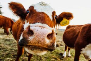 closeup shot of a cow staring at the camera 2025 02 09 01 27 28 utc